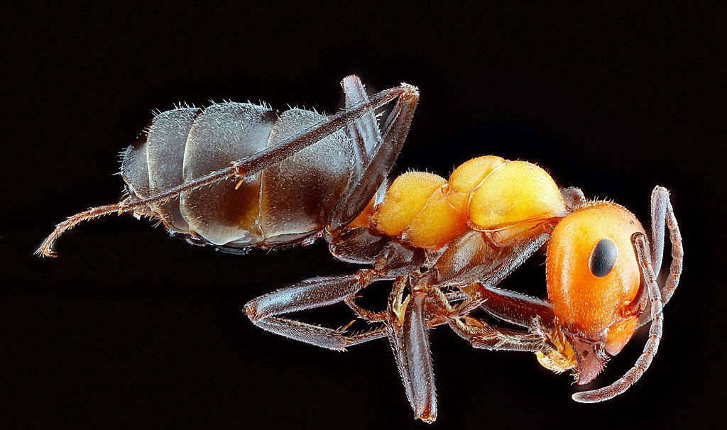Ant Control service in Lynchburg, VA