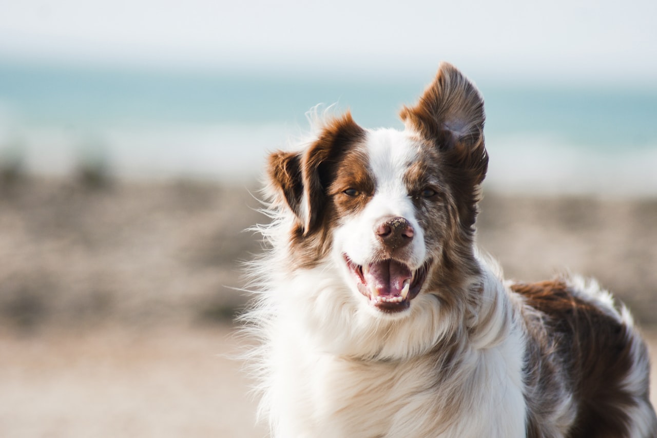 Flea & Tick Control service in Lynchburg, VA