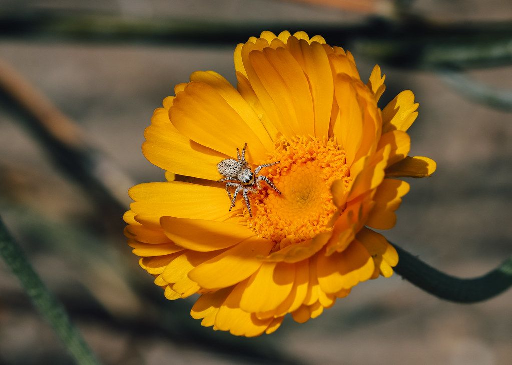Spider Control service in Lynchburg, VA